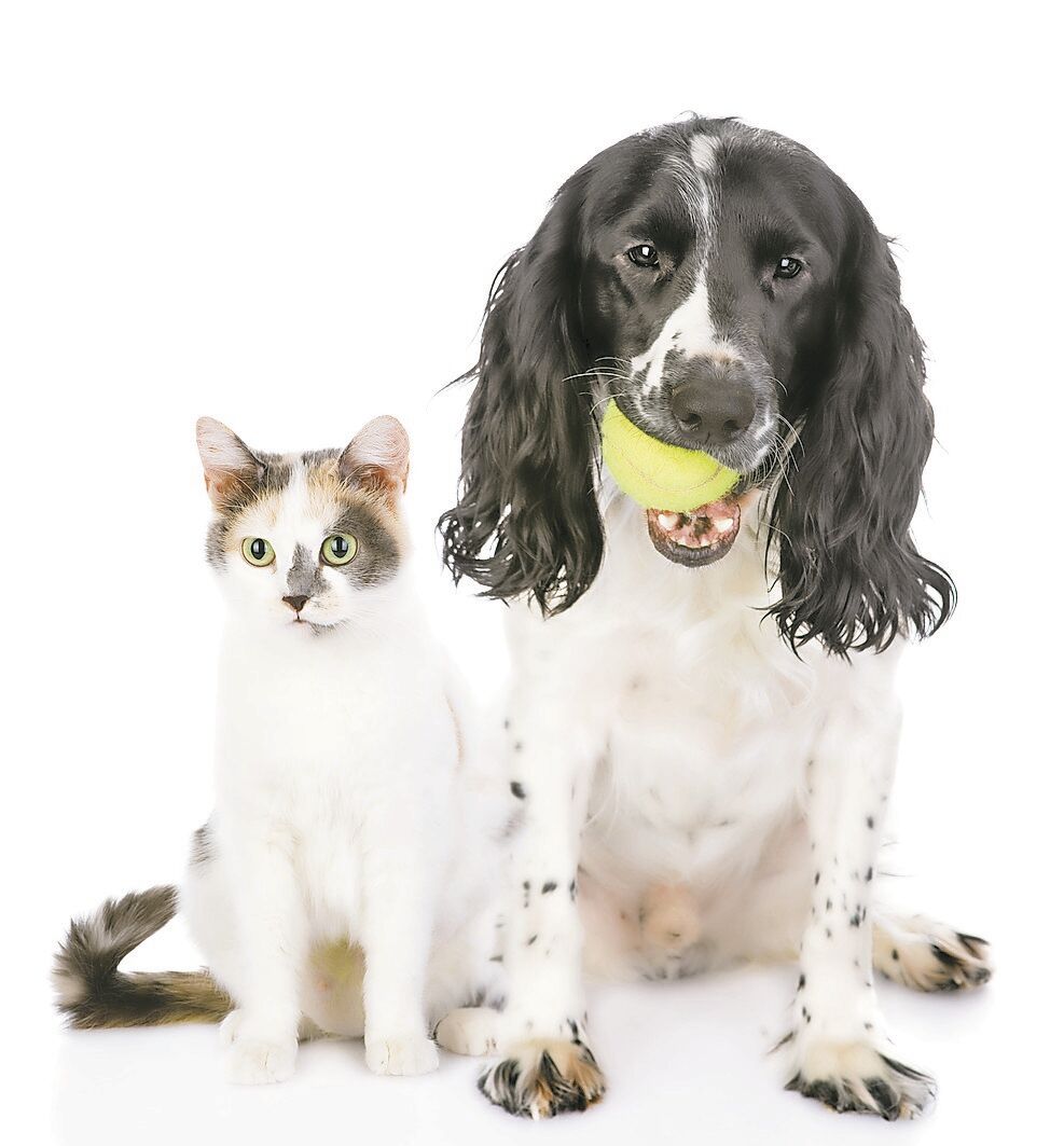 mascotas 2